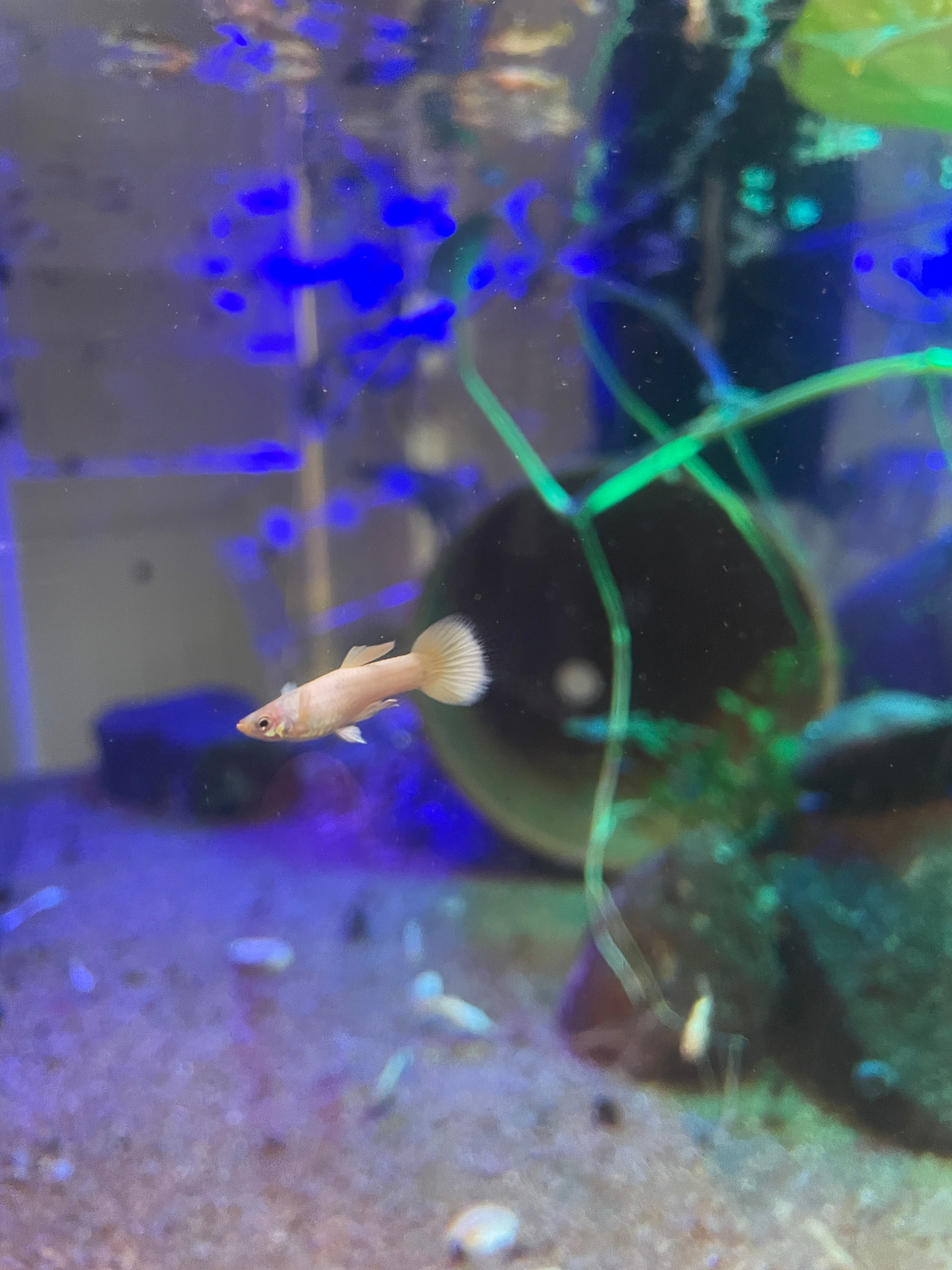 24k Gold Guppy Pair