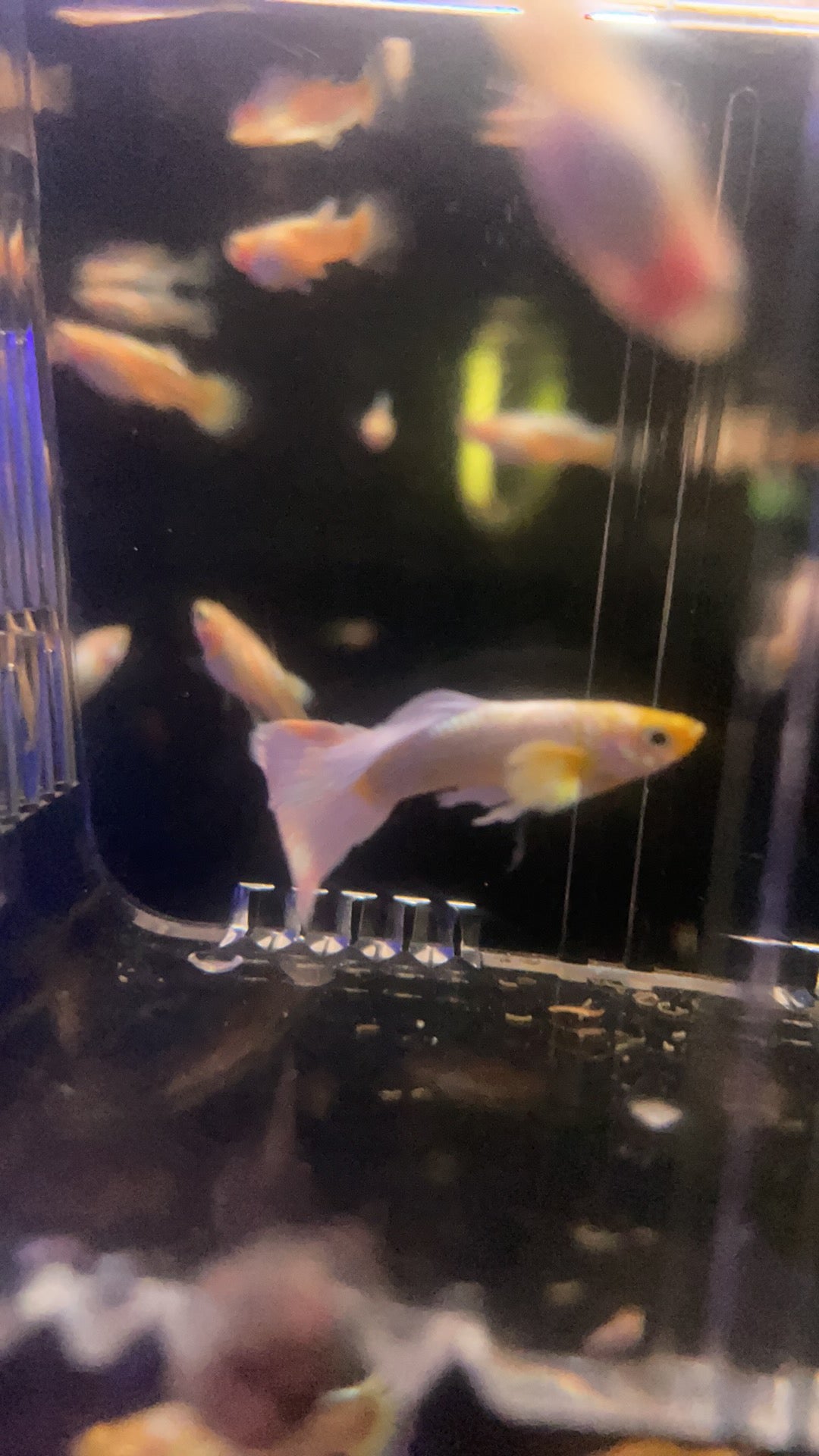 24k Gold Guppy Pair