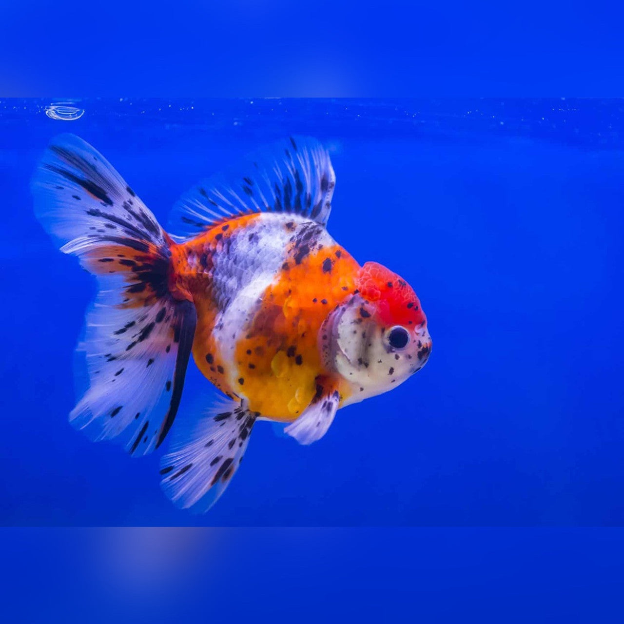 Assorted Fancy Goldfish