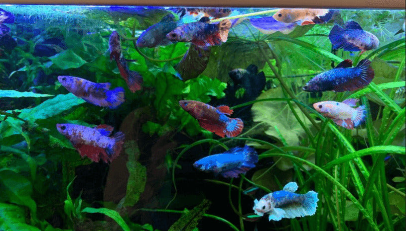 Assorted Female Betta - 1 Fish