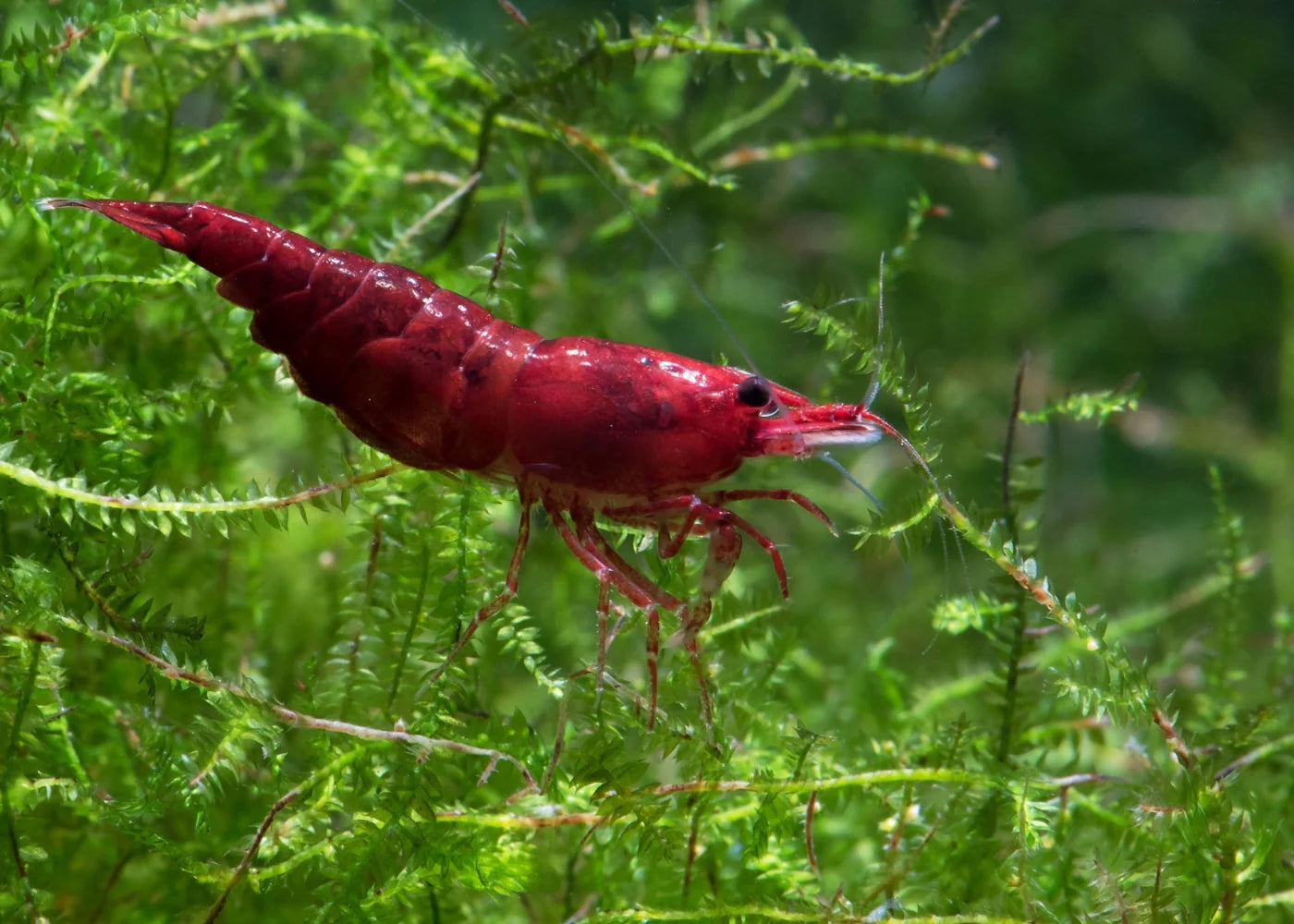Red Cherry Shrimp - Group of 10