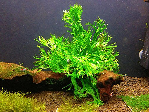 Java Fern