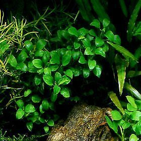 Anubias Nana Petite