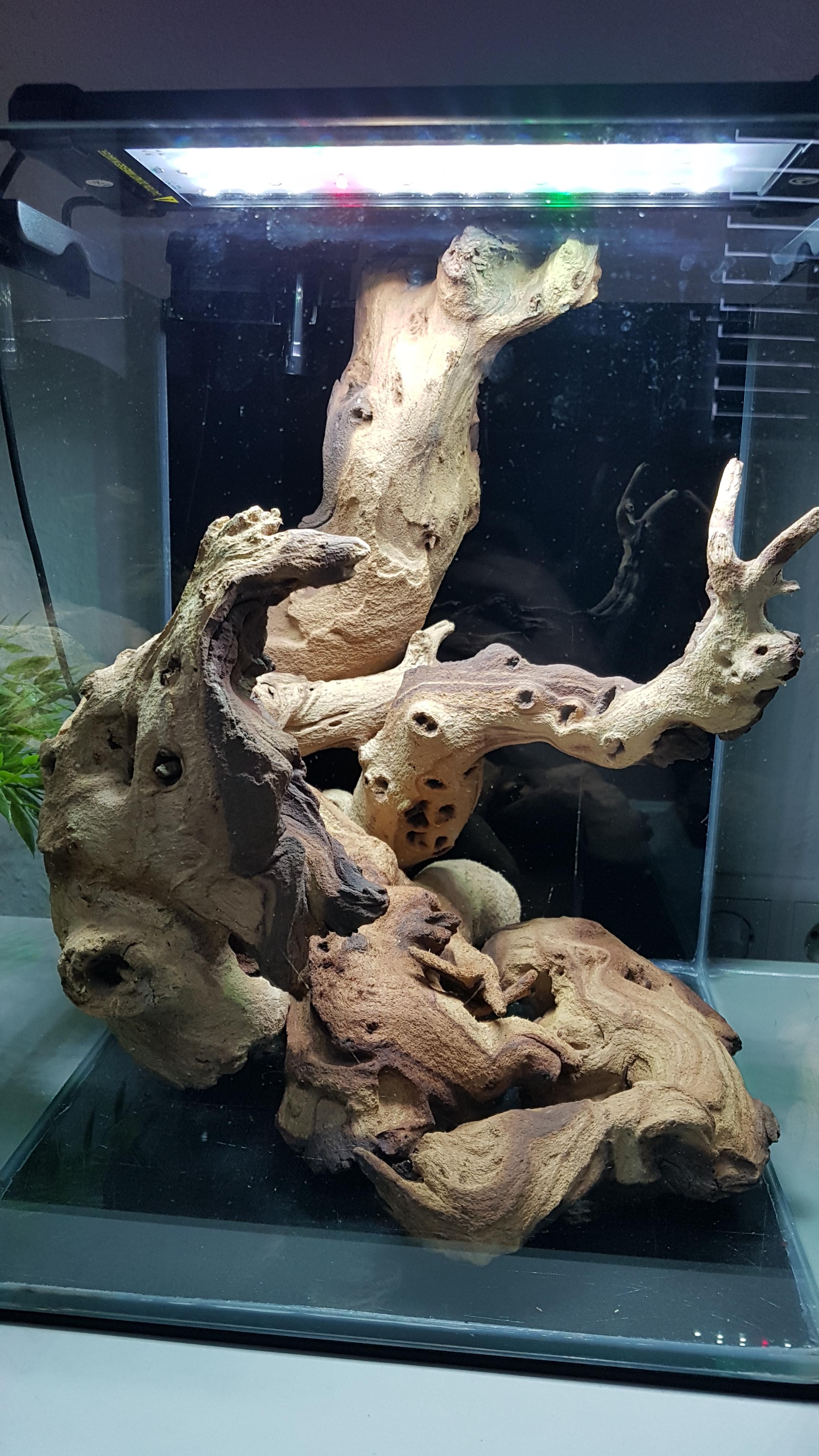 Mopani Driftwood