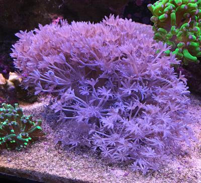 Pulsing Xenia