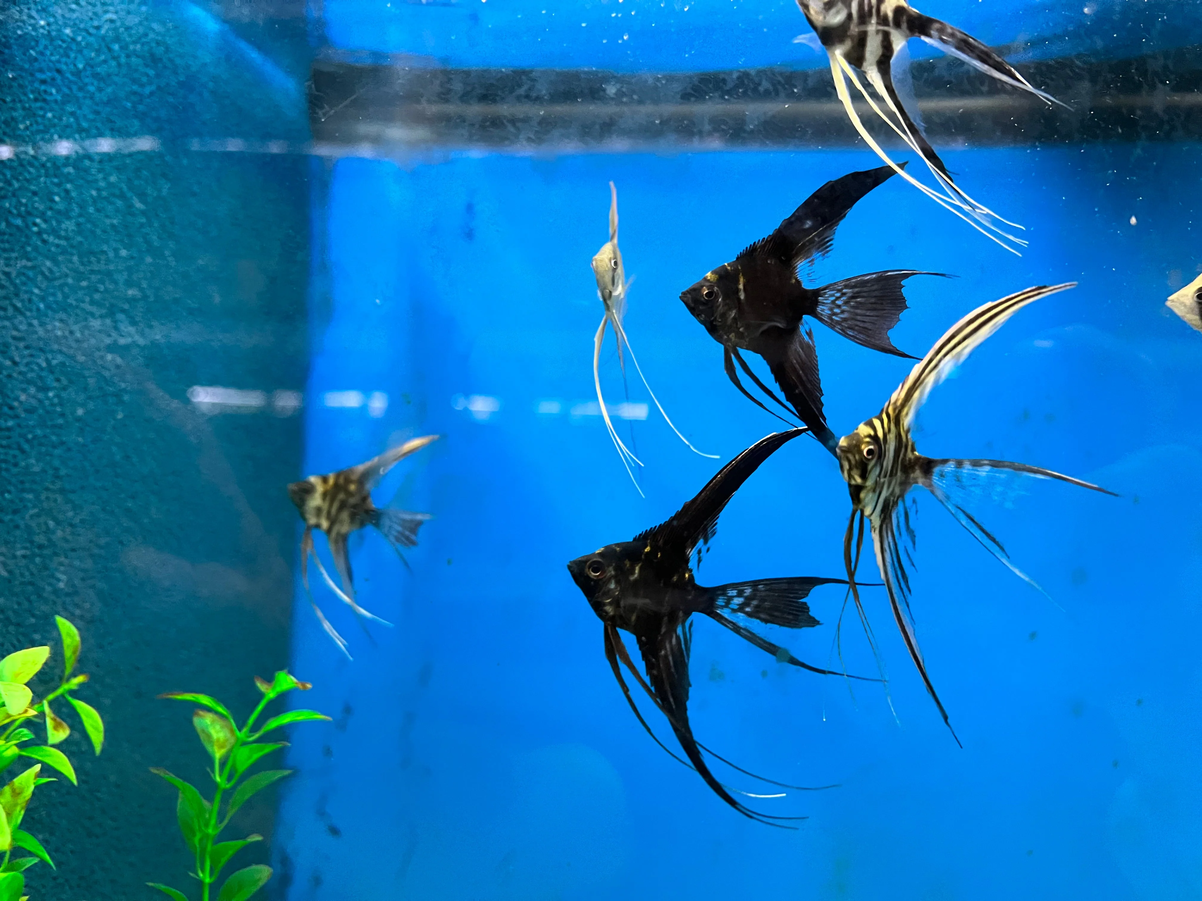 Assorted Veiltail Angelfish - Group Of 3