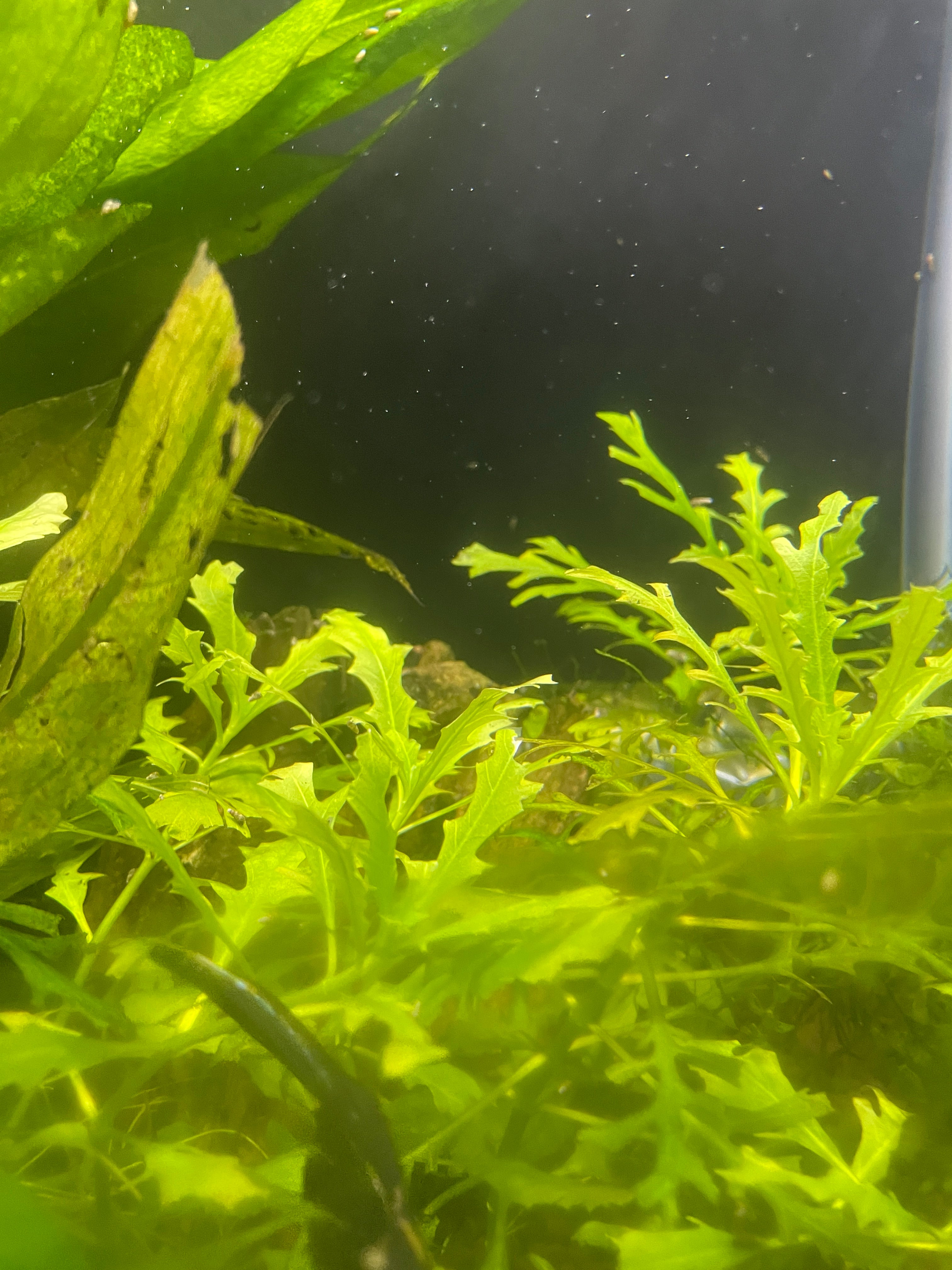 Live Plants