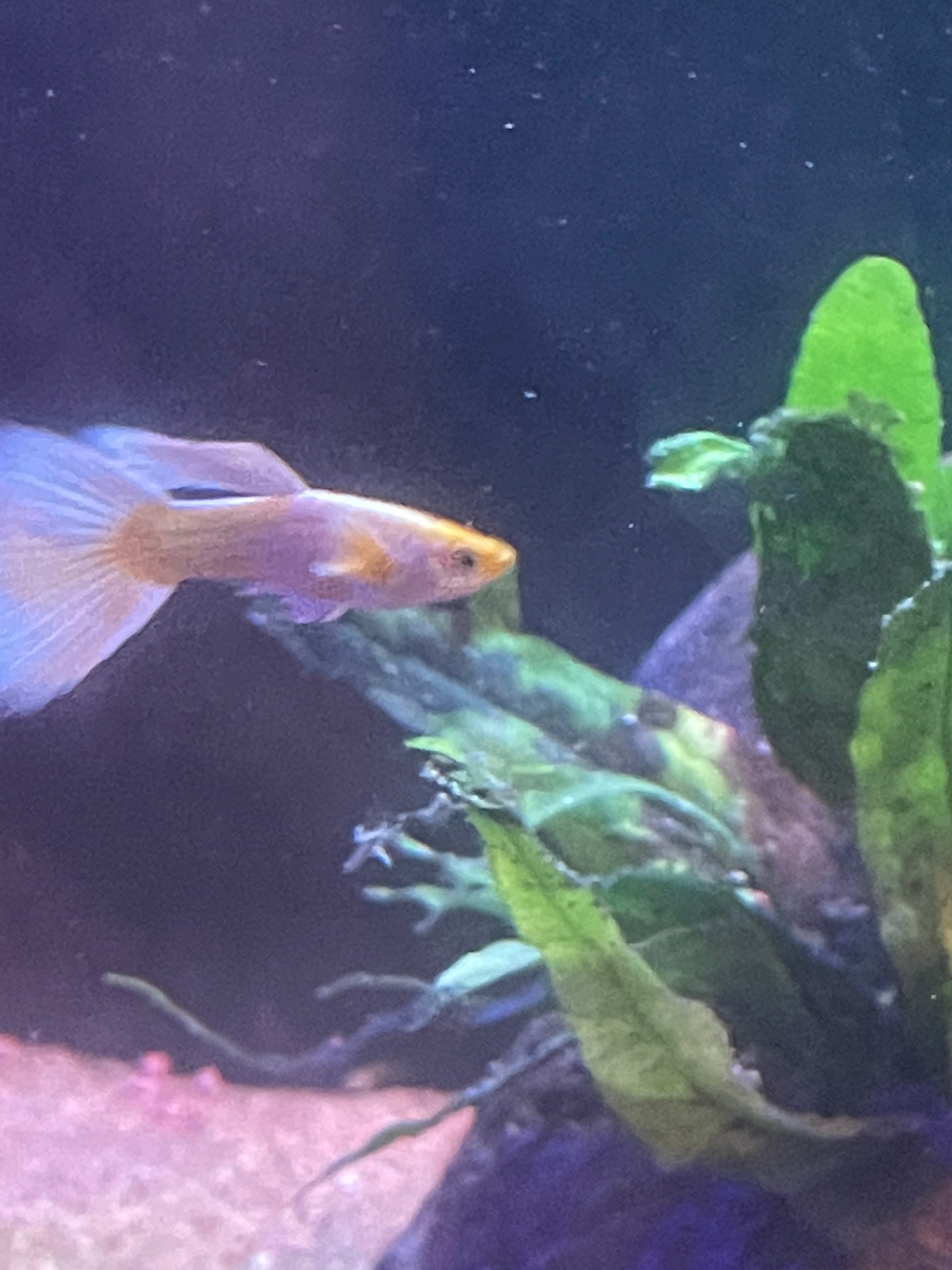 24k Gold Guppy Pair