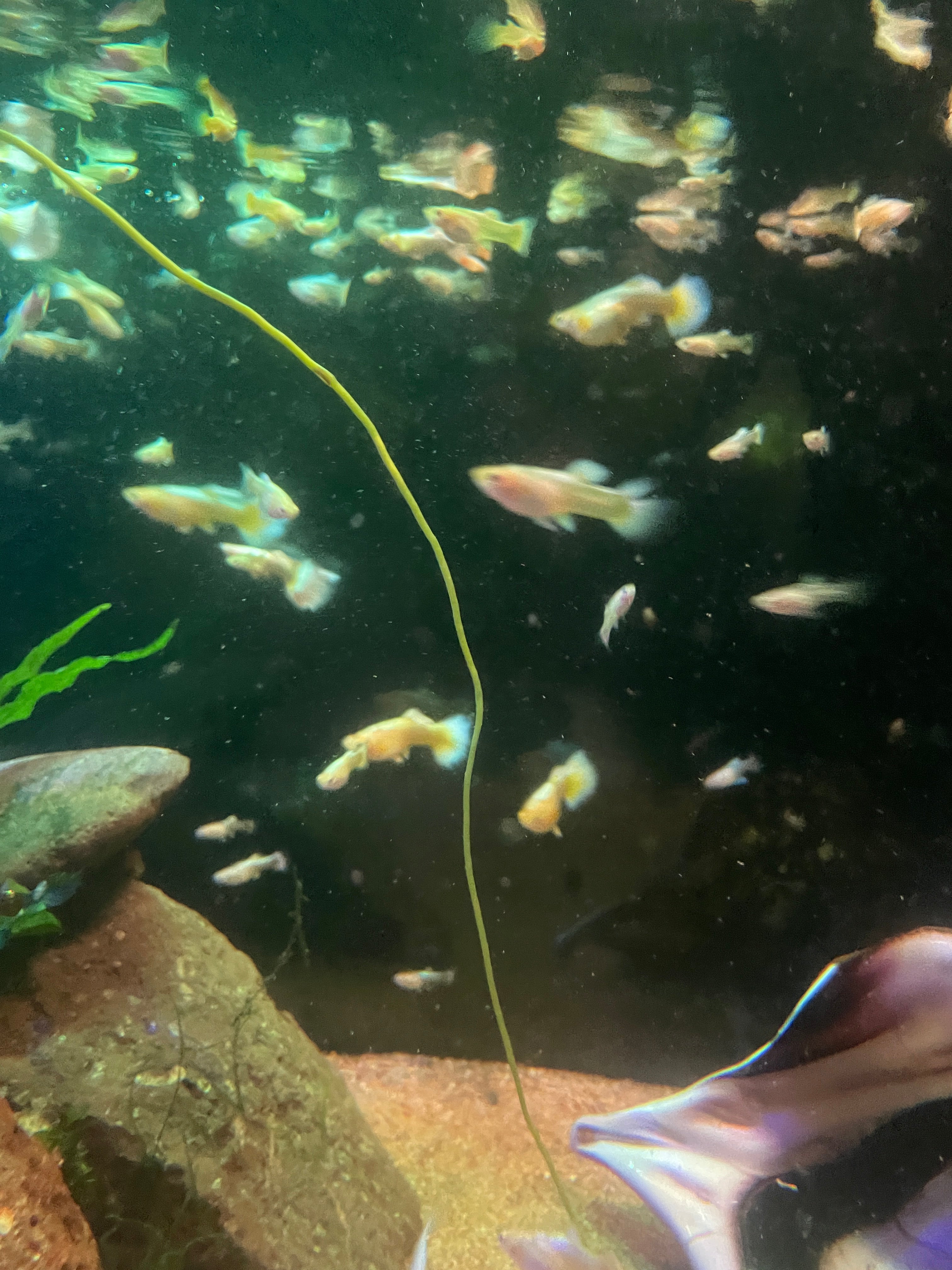 24k Gold Guppy Pair
