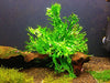 Java Fern