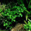 Anubias Nana Petite