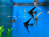 Assorted Veiltail Angelfish - Group Of 3